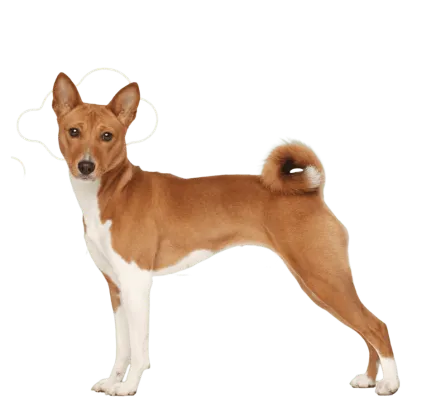 爱萌哆宠物俱乐部