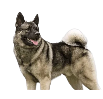 爱萌哆宠物俱乐部