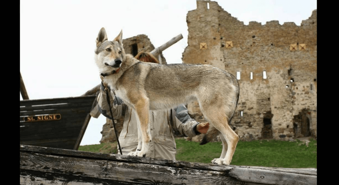 爱萌哆宠物俱乐部