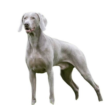 爱萌哆宠物俱乐部