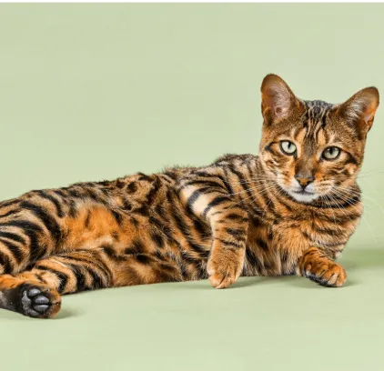 爱萌哆宠物俱乐部