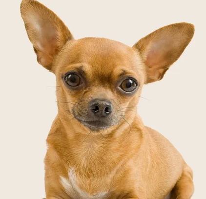 爱萌哆宠物俱乐部