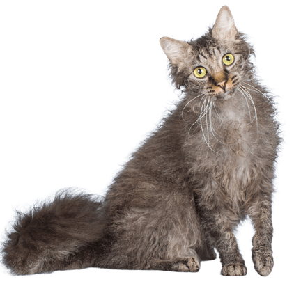 爱萌哆宠物俱乐部