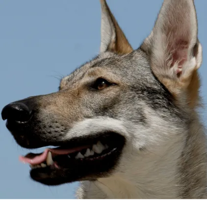 爱萌哆宠物俱乐部