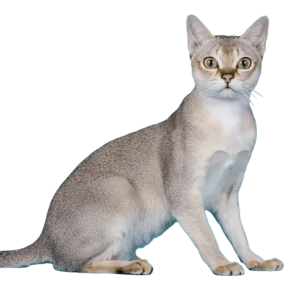 爱萌哆宠物俱乐部