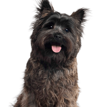 爱萌哆宠物俱乐部