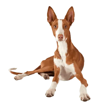 爱萌哆宠物俱乐部