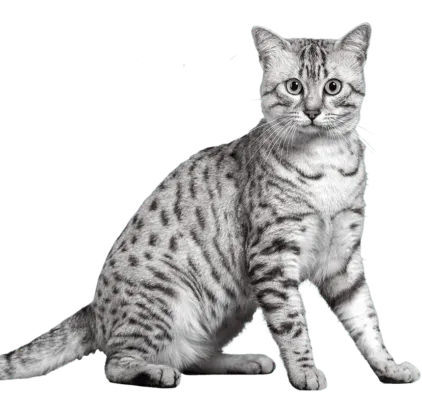 爱萌哆宠物俱乐部