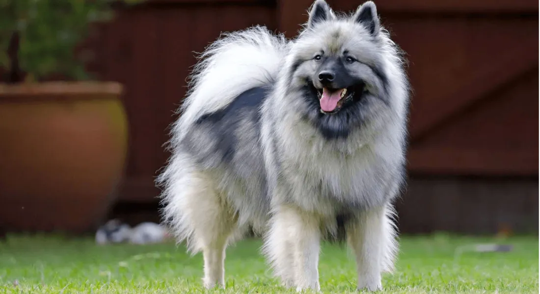 爱萌哆宠物俱乐部