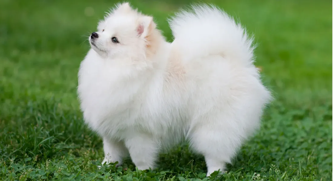 爱萌哆宠物俱乐部