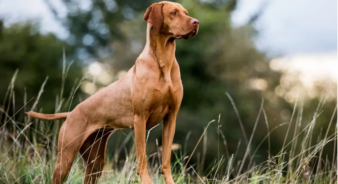 爱萌哆宠物俱乐部