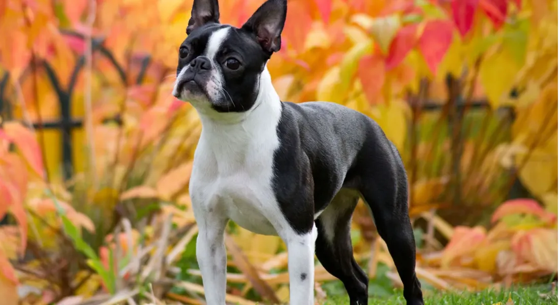 爱萌哆宠物俱乐部