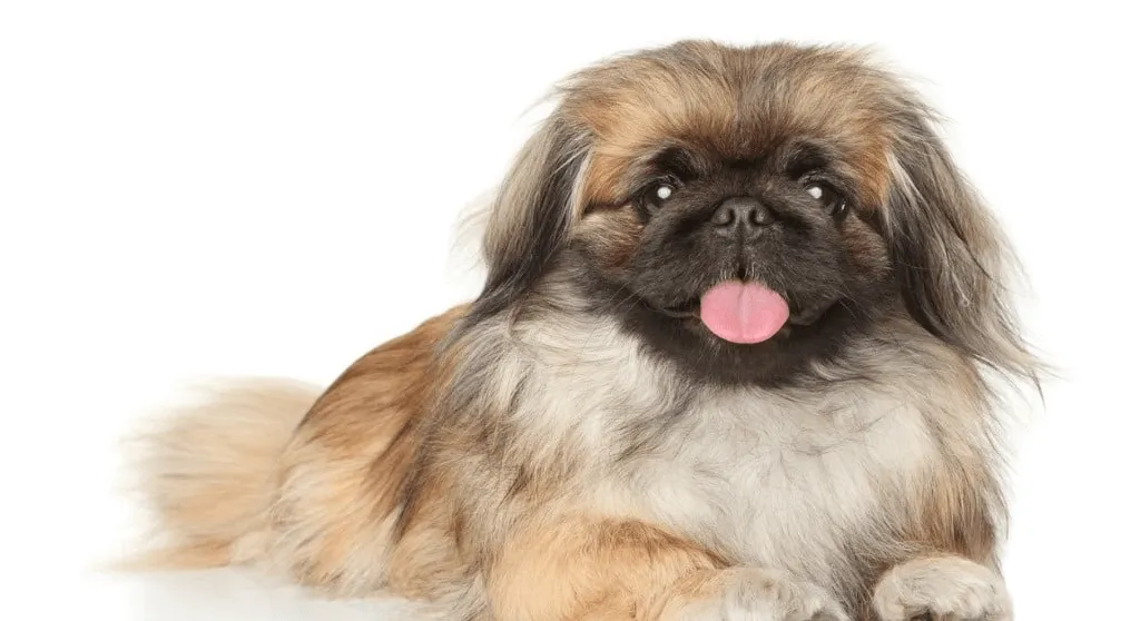 爱萌哆宠物俱乐部