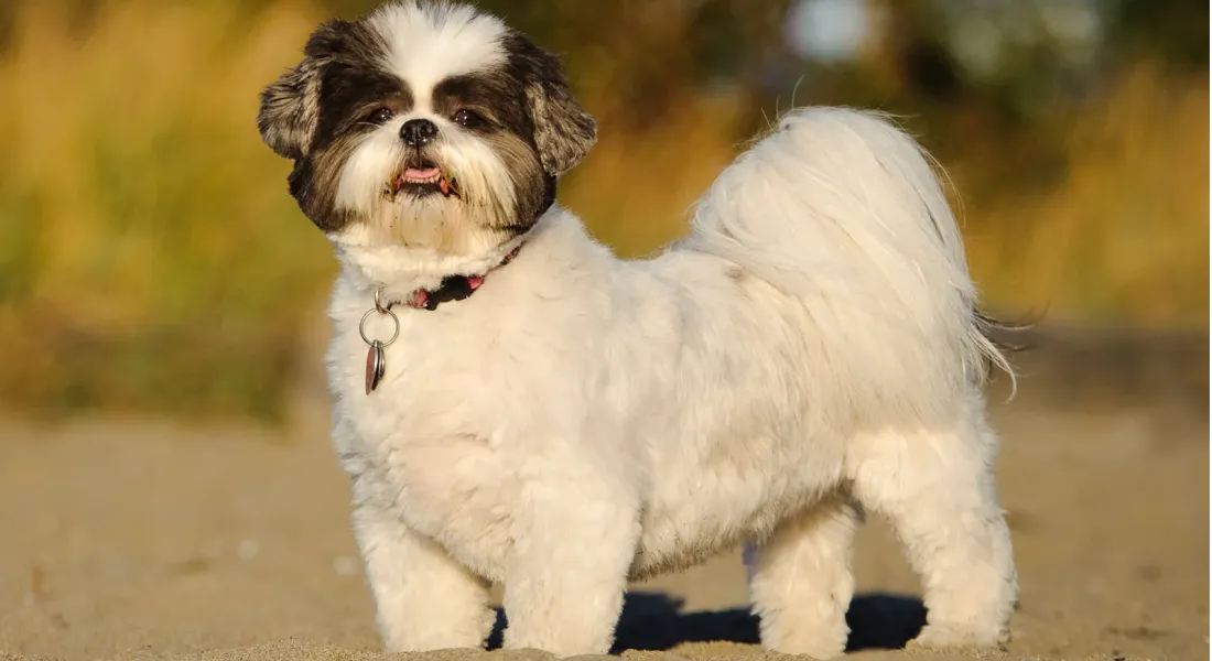 爱萌哆宠物俱乐部