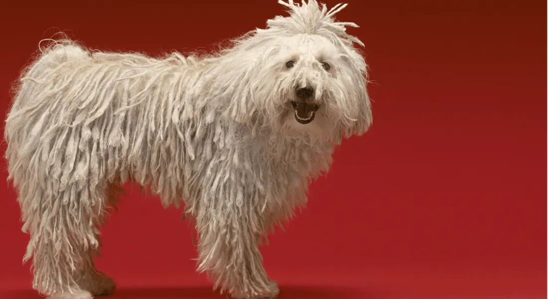 爱萌哆宠物俱乐部