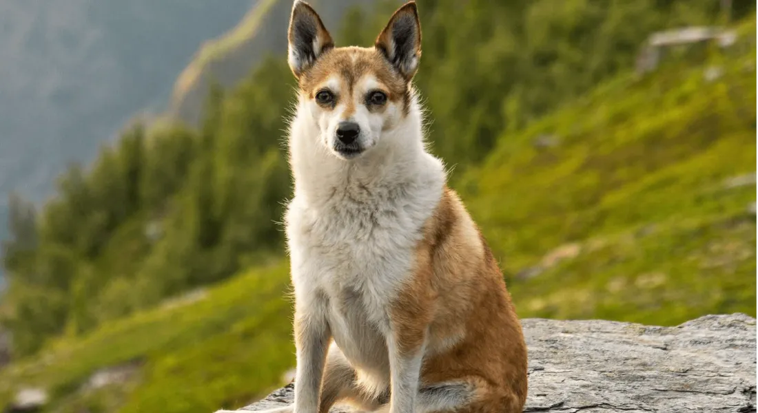 爱萌哆宠物俱乐部