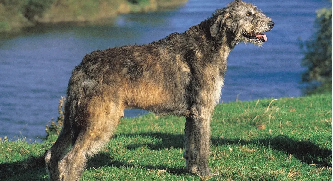 爱萌哆宠物俱乐部