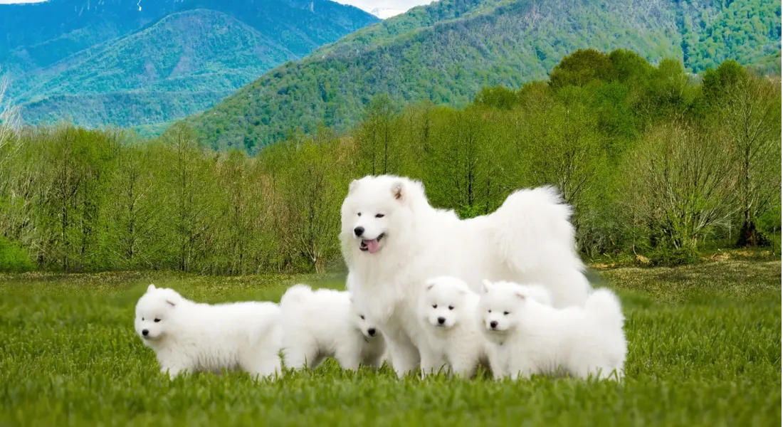 爱萌哆宠物俱乐部