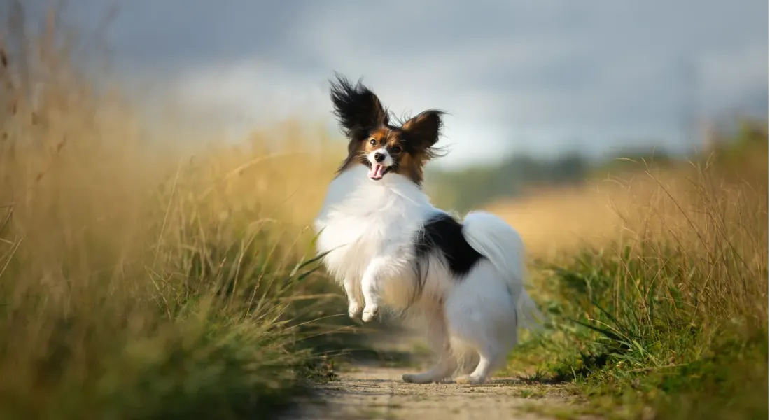 爱萌哆宠物俱乐部