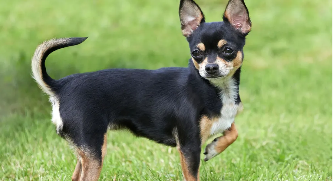 爱萌哆宠物俱乐部