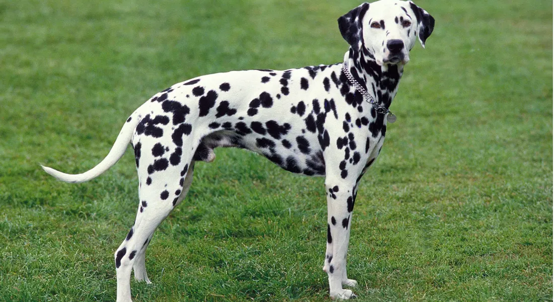 爱萌哆宠物俱乐部