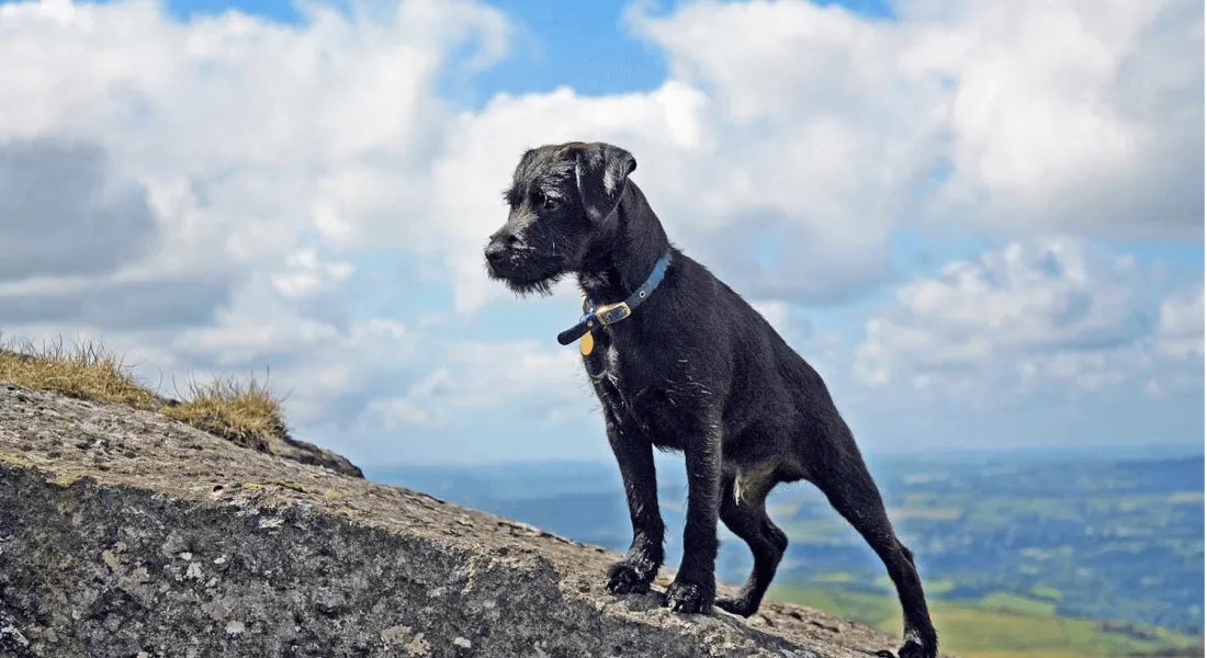 爱萌哆宠物俱乐部