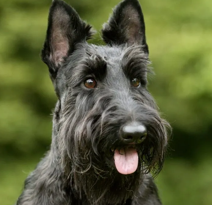 爱萌哆宠物俱乐部