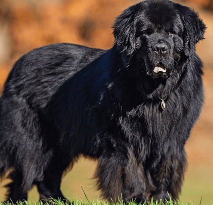 爱萌哆宠物俱乐部