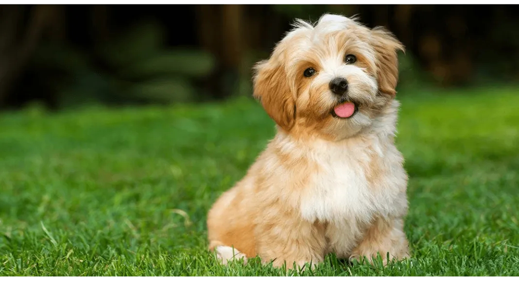 爱萌哆宠物俱乐部