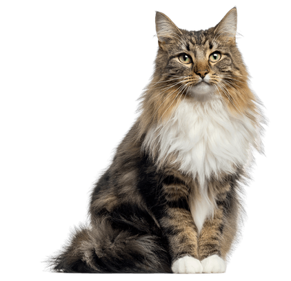 爱萌哆宠物俱乐部