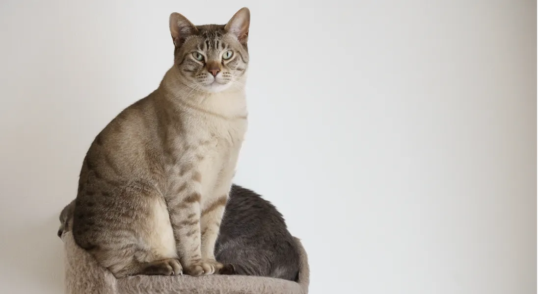 爱萌哆宠物俱乐部