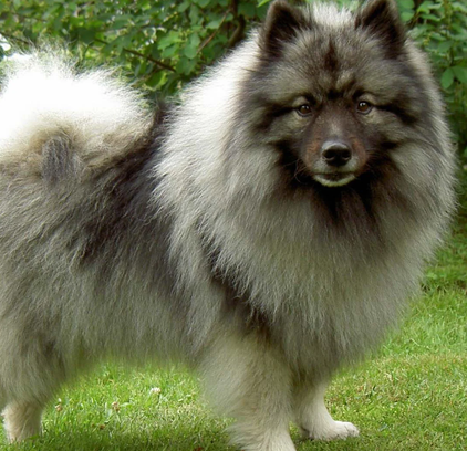 爱萌哆宠物俱乐部