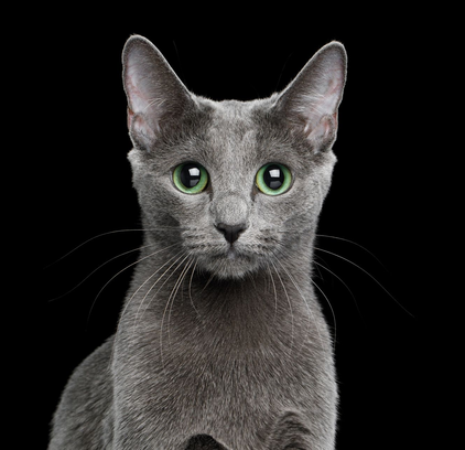 爱萌哆宠物俱乐部