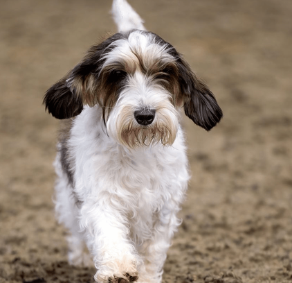 爱萌哆宠物俱乐部