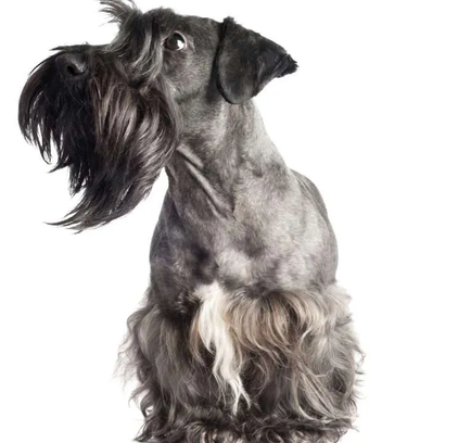 爱萌哆宠物俱乐部