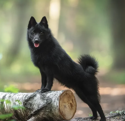 爱萌哆宠物俱乐部