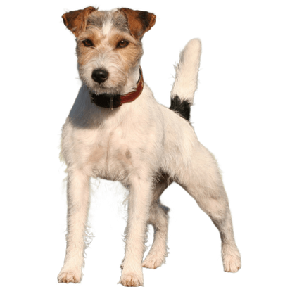 爱萌哆宠物俱乐部