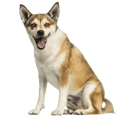 爱萌哆宠物俱乐部