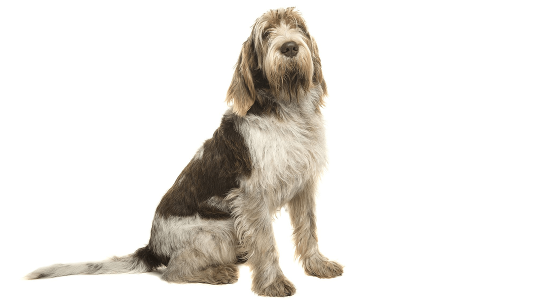 爱萌哆宠物俱乐部