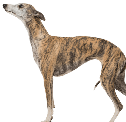 爱萌哆宠物俱乐部