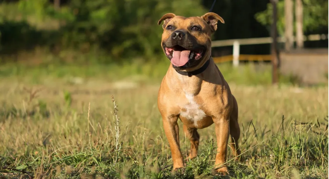 爱萌哆宠物俱乐部