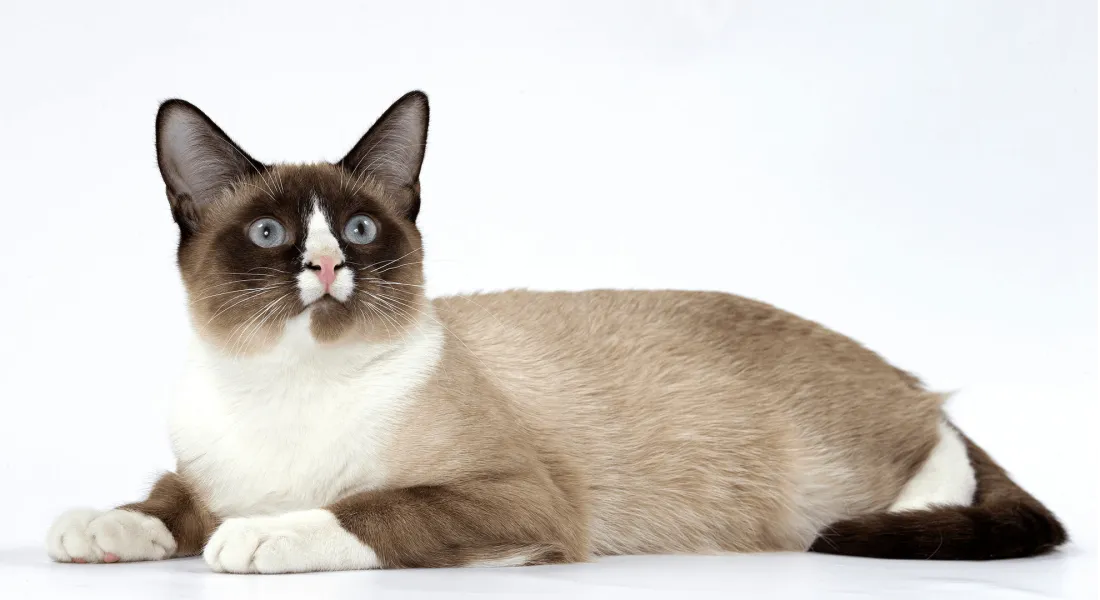 爱萌哆宠物俱乐部