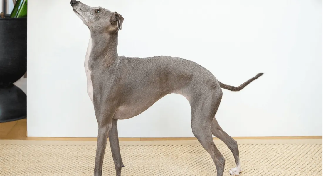 爱萌哆宠物俱乐部