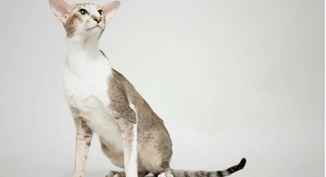 爱萌哆宠物俱乐部