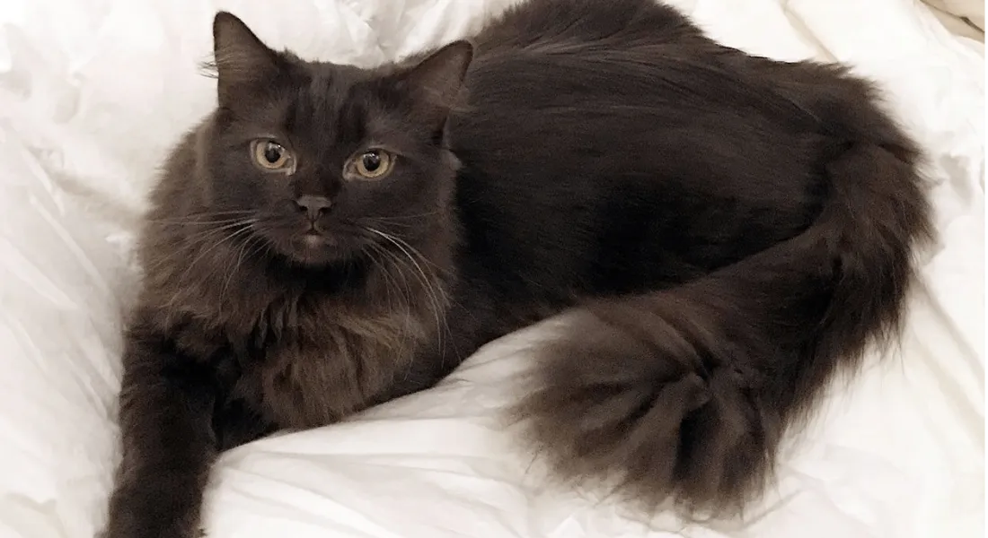 爱萌哆宠物俱乐部