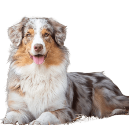 爱萌哆宠物俱乐部