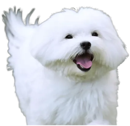 爱萌哆宠物俱乐部