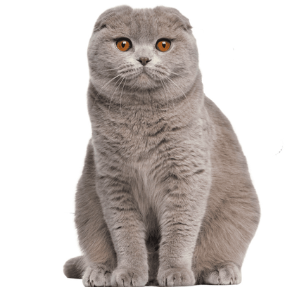 爱萌哆宠物俱乐部