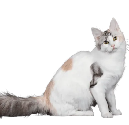 爱萌哆宠物俱乐部