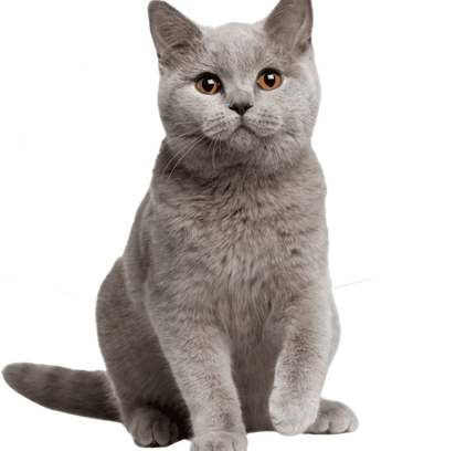 爱萌哆宠物俱乐部